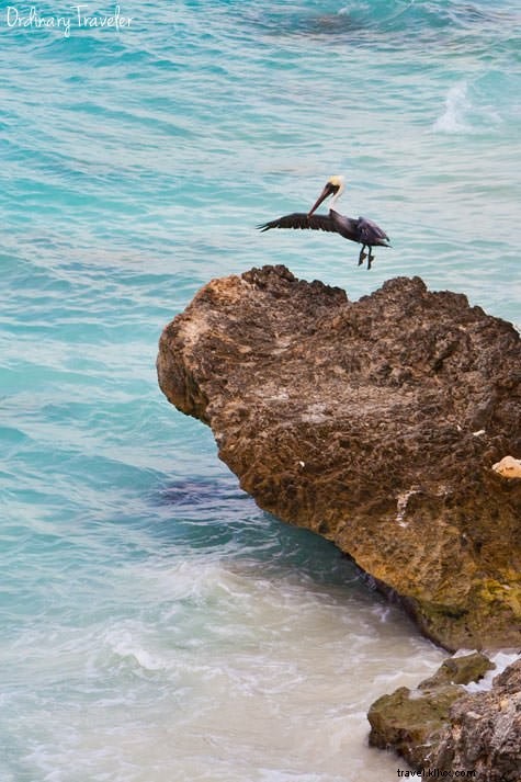 Bonaire: An Unforgettable Scuba Diving Paradise and Island Adventure