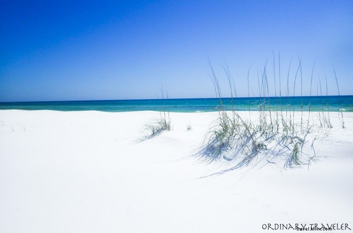 Stunning Panama City Beach: Photos of Dolphins, Shell Island, and Pristine Shores