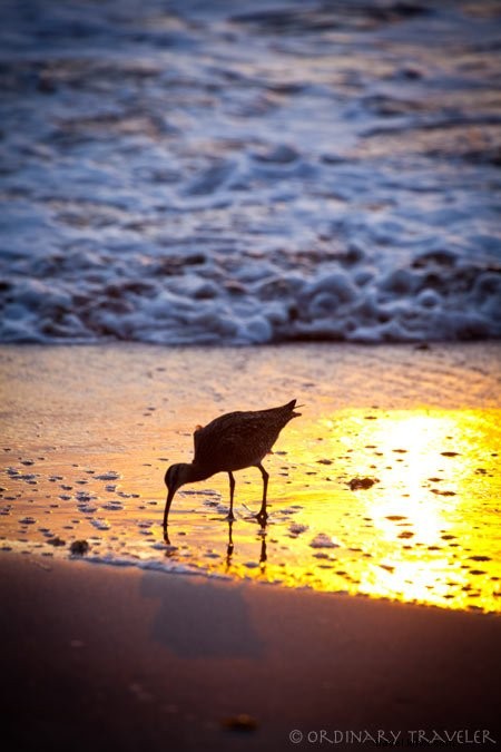 Ultimate Summer Bucket List: 10 Ocean Adventures for an Unforgettable Season