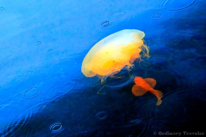 Discover Southeast Alaska s Hidden Wonders: Stunning Photos from Our Un-Cruise Adventure