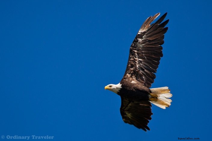 Discover Southeast Alaska s Hidden Wonders: Stunning Photos from Our Un-Cruise Adventure