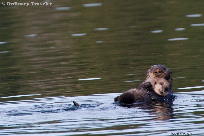Discover Southeast Alaska s Hidden Wonders: Stunning Photos from Our Un-Cruise Adventure