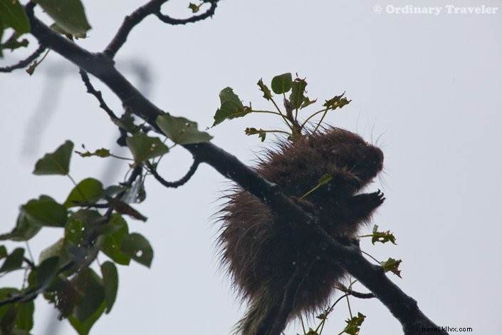 Discover Southeast Alaska s Hidden Wonders: Stunning Photos from Our Un-Cruise Adventure