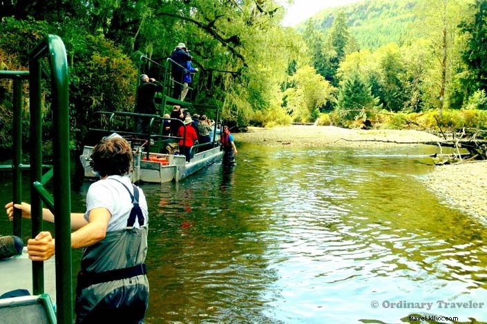 Up Close with Wild Grizzly Bears: A Thrilling Day in Glendale Cove, British Columbia