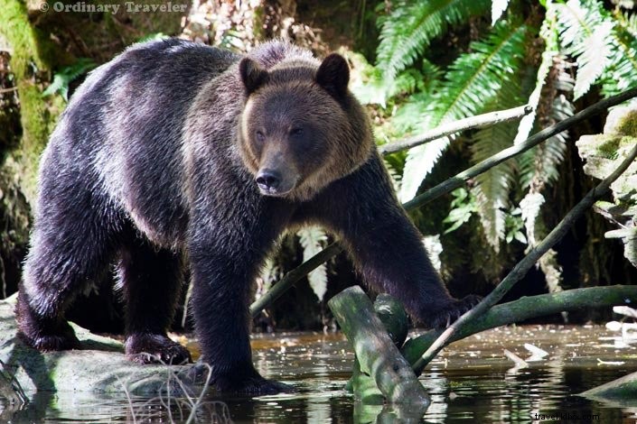 Up Close with Wild Grizzly Bears: A Thrilling Day in Glendale Cove, British Columbia