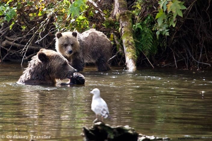 Up Close with Wild Grizzly Bears: A Thrilling Day in Glendale Cove, British Columbia