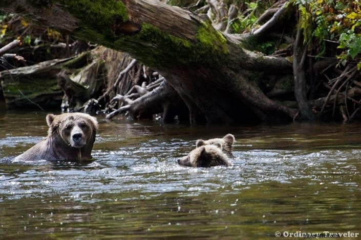 Up Close with Wild Grizzly Bears: A Thrilling Day in Glendale Cove, British Columbia