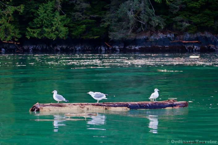 Up Close with Wild Grizzly Bears: A Thrilling Day in Glendale Cove, British Columbia