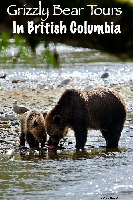 Up Close with Wild Grizzly Bears: A Thrilling Day in Glendale Cove, British Columbia