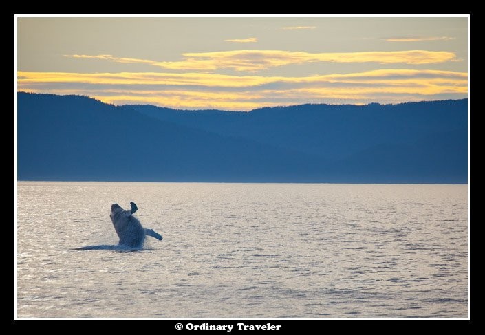 Surrounded by Humpback Whales: An Unforgettable Encounter in Alaska s Stephens Passage