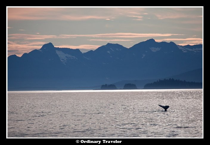 Surrounded by Humpback Whales: An Unforgettable Encounter in Alaska s Stephens Passage