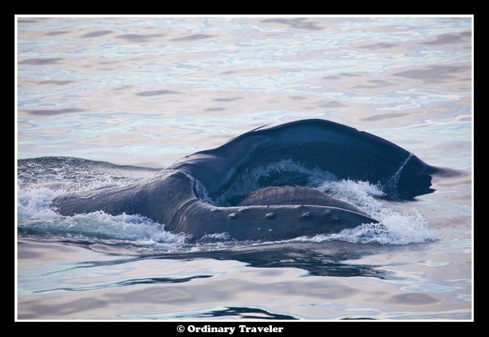 Surrounded by Humpback Whales: An Unforgettable Encounter in Alaska s Stephens Passage