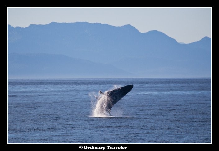 Surrounded by Humpback Whales: An Unforgettable Encounter in Alaska s Stephens Passage