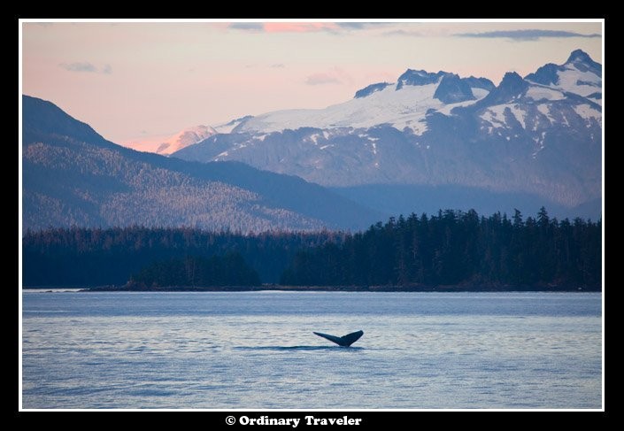 Surrounded by Humpback Whales: An Unforgettable Encounter in Alaska s Stephens Passage