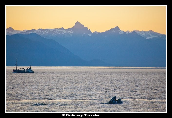 Surrounded by Humpback Whales: An Unforgettable Encounter in Alaska s Stephens Passage