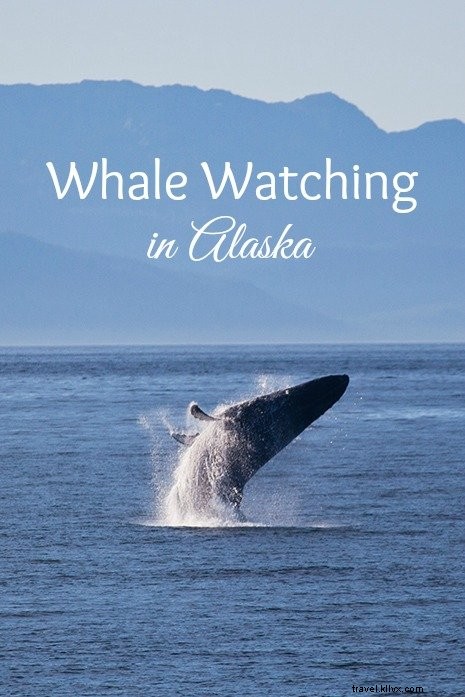 Surrounded by Humpback Whales: An Unforgettable Encounter in Alaska s Stephens Passage