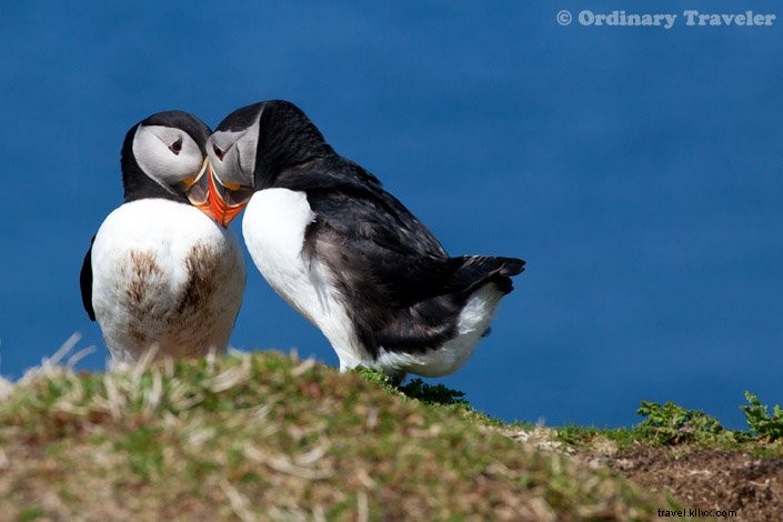 How to Spot Puffins in Scotland s Treshnish Isles: A Guide to Lunga Island