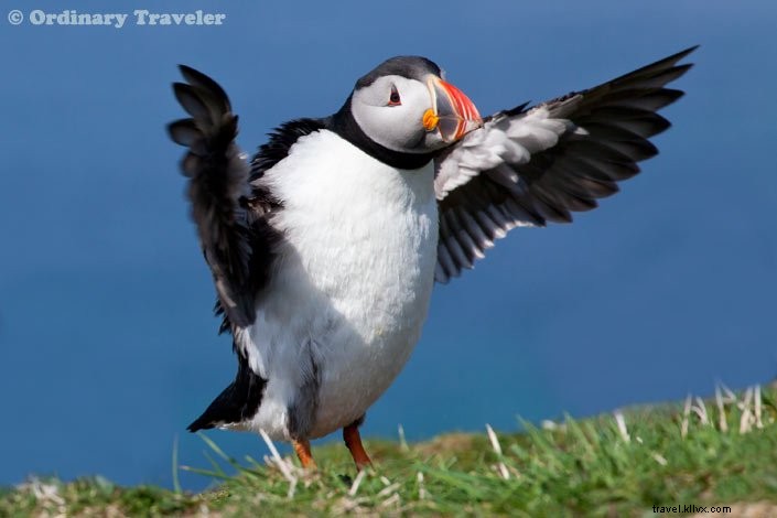 How to Spot Puffins in Scotland s Treshnish Isles: A Guide to Lunga Island