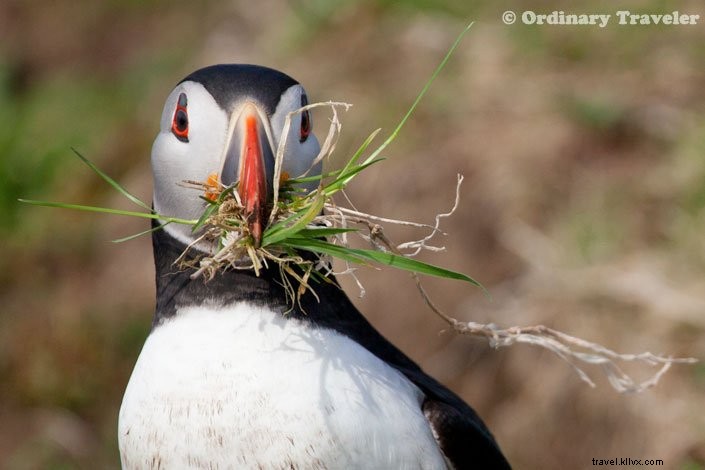 How to Spot Puffins in Scotland s Treshnish Isles: A Guide to Lunga Island