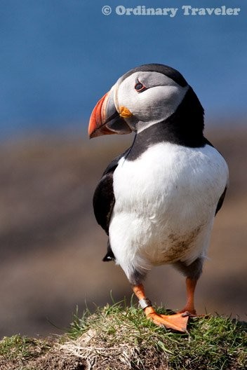 How to Spot Puffins in Scotland s Treshnish Isles: A Guide to Lunga Island