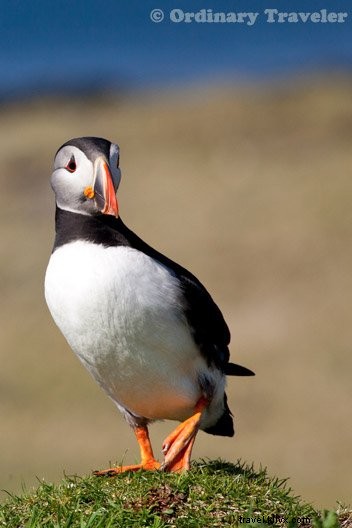 How to Spot Puffins in Scotland s Treshnish Isles: A Guide to Lunga Island