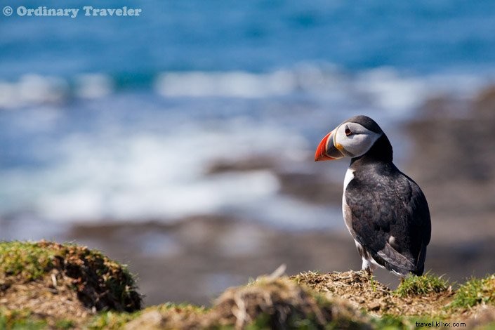 How to Spot Puffins in Scotland s Treshnish Isles: A Guide to Lunga Island