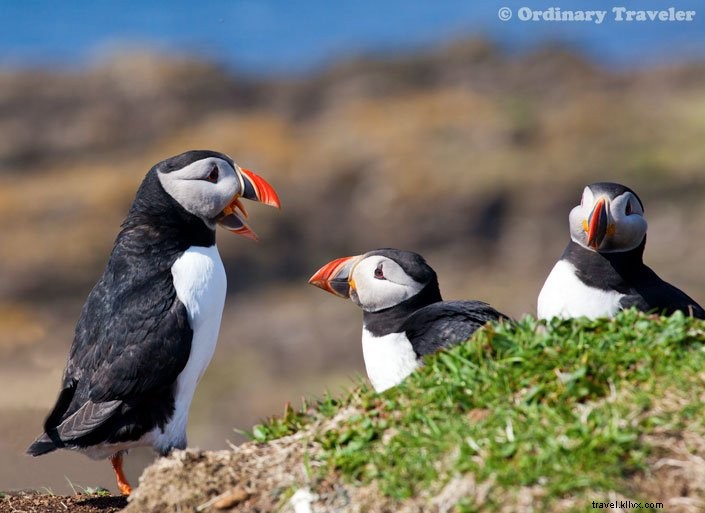 How to Spot Puffins in Scotland s Treshnish Isles: A Guide to Lunga Island