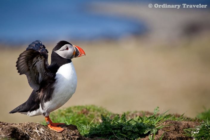How to Spot Puffins in Scotland s Treshnish Isles: A Guide to Lunga Island