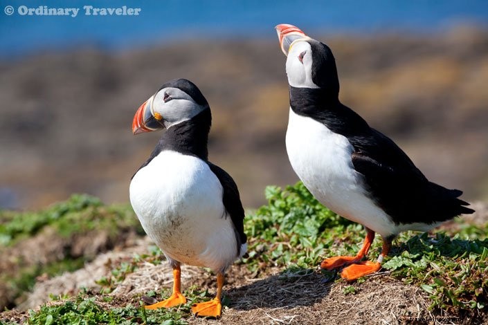 How to Spot Puffins in Scotland s Treshnish Isles: A Guide to Lunga Island