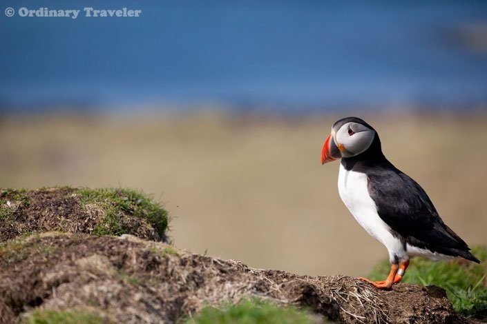 How to Spot Puffins in Scotland s Treshnish Isles: A Guide to Lunga Island