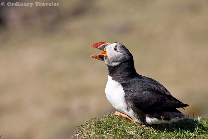 How to Spot Puffins in Scotland s Treshnish Isles: A Guide to Lunga Island