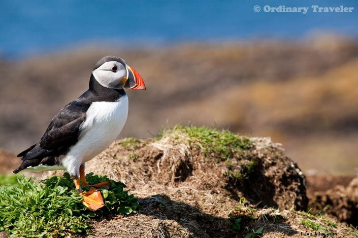 How to Spot Puffins in Scotland s Treshnish Isles: A Guide to Lunga Island