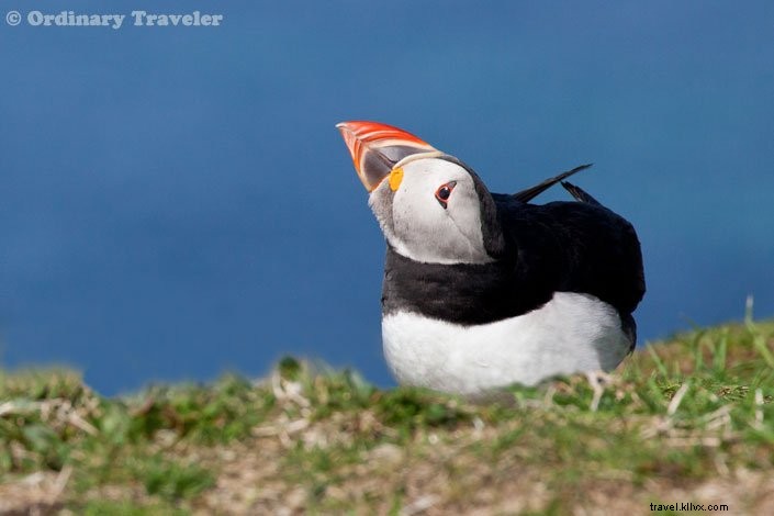 How to Spot Puffins in Scotland s Treshnish Isles: A Guide to Lunga Island