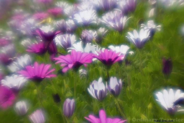 Master Surreal Photography: In-Depth Review of the Lensbaby Creative Effects Kit