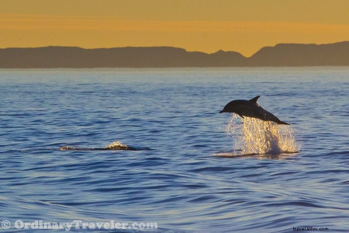 Witnessing Orcas Hunt Gray Whales and Dolphins: Our Unforgettable Whale-Watching Adventure (Part II)