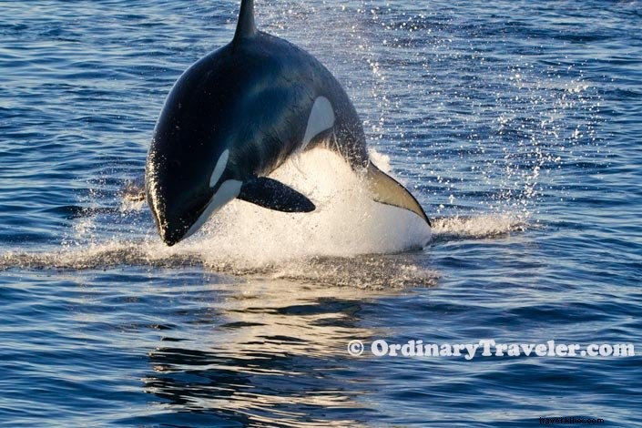 Rare Orca Hunt: Witnessing Transient Orcas Attack Gray Whales on an Oxnard Whale Watching Tour