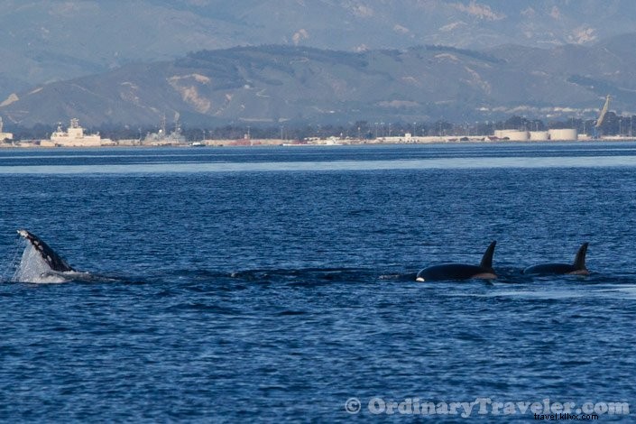 Rare Orca Hunt: Witnessing Transient Orcas Attack Gray Whales on an Oxnard Whale Watching Tour