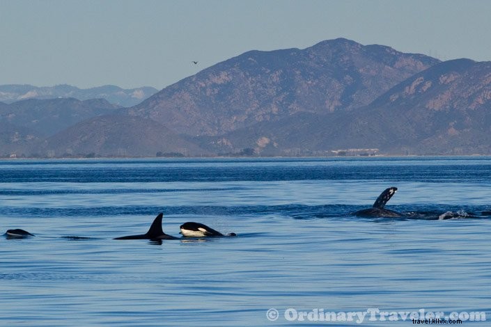 Rare Orca Hunt: Witnessing Transient Orcas Attack Gray Whales on an Oxnard Whale Watching Tour