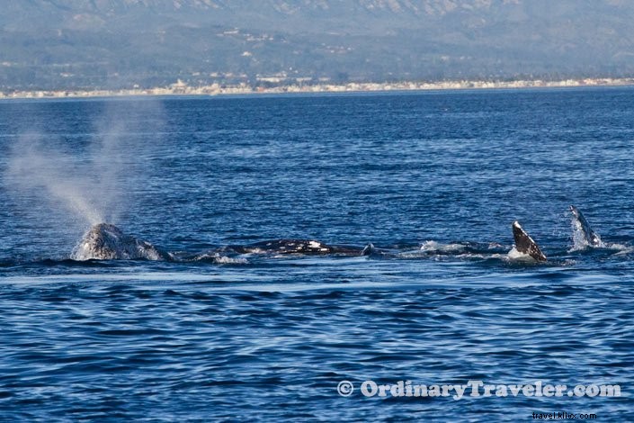 Rare Orca Hunt: Witnessing Transient Orcas Attack Gray Whales on an Oxnard Whale Watching Tour