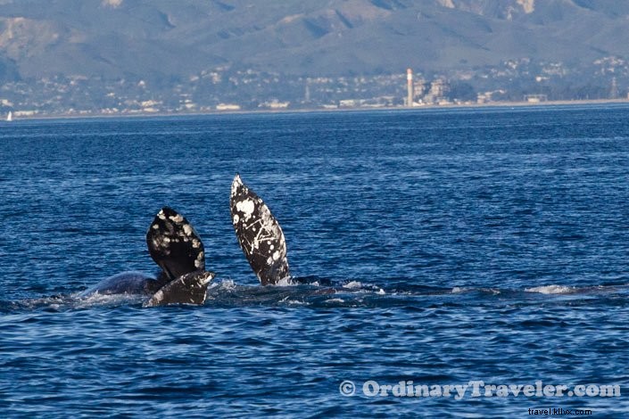 Rare Orca Hunt: Witnessing Transient Orcas Attack Gray Whales on an Oxnard Whale Watching Tour