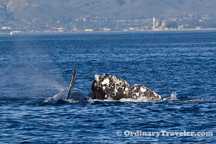 Rare Orca Hunt: Witnessing Transient Orcas Attack Gray Whales on an Oxnard Whale Watching Tour