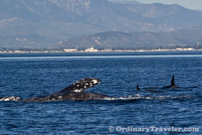 Rare Orca Hunt: Witnessing Transient Orcas Attack Gray Whales on an Oxnard Whale Watching Tour