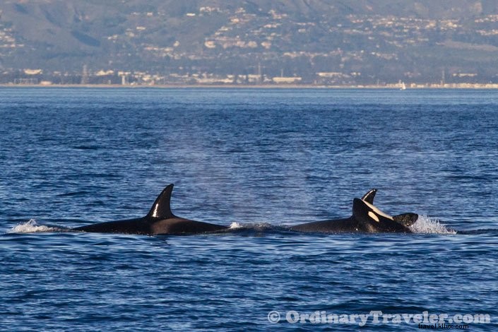 Rare Orca Hunt: Witnessing Transient Orcas Attack Gray Whales on an Oxnard Whale Watching Tour