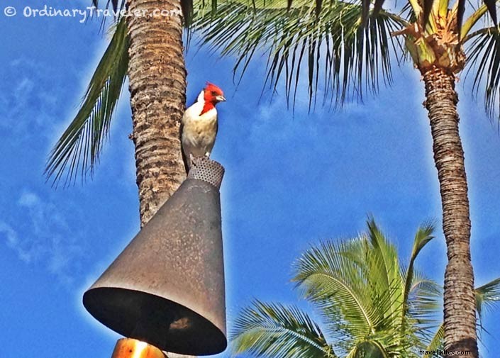 8 Compelling Reasons to Visit Maui, Hawaii: Insider Tips from Repeat Travelers