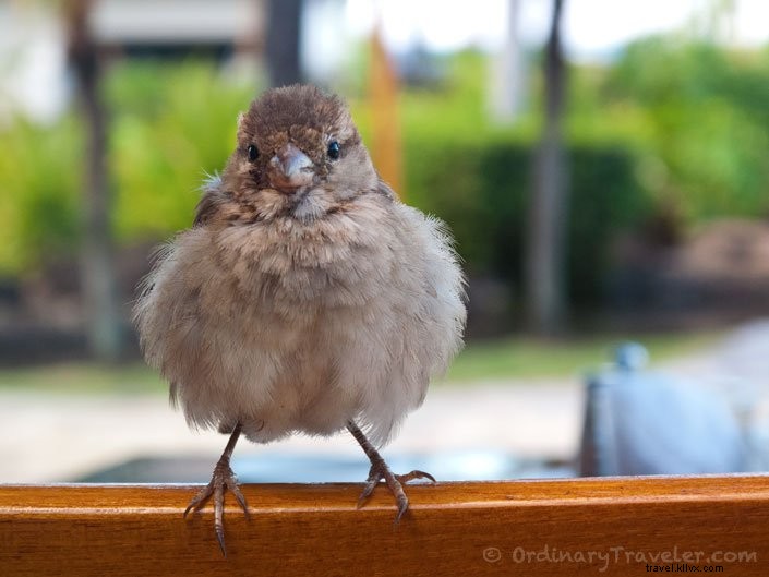 8 Compelling Reasons to Visit Maui, Hawaii: Insider Tips from Repeat Travelers