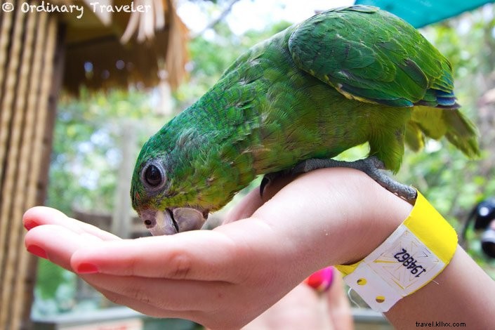 7 Proven Tips for a Successful Caribbean Cruise with Kids