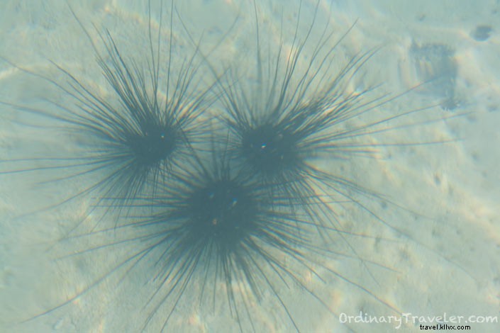 Essential Ocean Safety Tips for Travelers: Stingray Avoidance, Rip Currents & First Aid