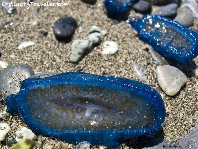 Levanto: An Eclectic Italian Beach Town Near Cinque Terre Full of Surprises