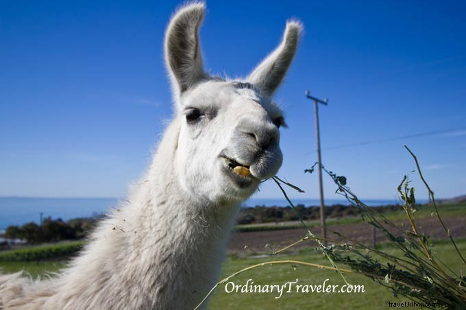 Ultimate Guide to El Capitan Canyon: Glamping, Cabins, Amenities & Santa Barbara Coastal Stay