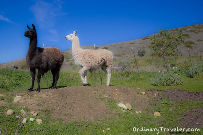Ultimate Guide to El Capitan Canyon: Glamping, Cabins, Amenities & Santa Barbara Coastal Stay